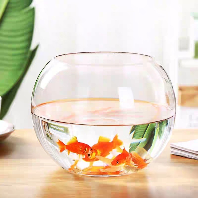 Bể cá mini được đặt ở bàn làm việc văn phòng giúp bạn thư giãn giải tỏa lo âu